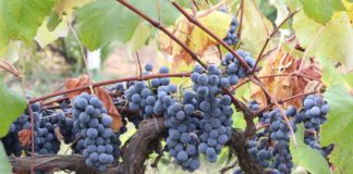 Babcock-Winery-&-Vineyards-on-HometalkNews