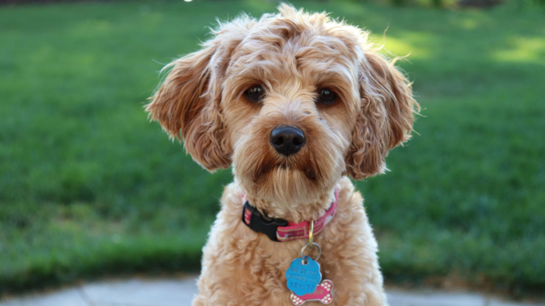 Dog-Breeds-Top-4-Best-Friendliest-Dog-Breeds-So-Far-on-hometalk-news