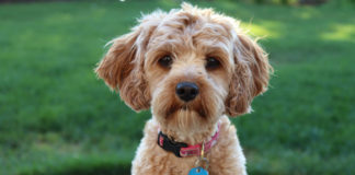 Dog-Breeds-Top-4-Best-Friendliest-Dog-Breeds-So-Far-on-hometalk-news