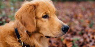 Dog-Grooming-Essentials-According-to-Expert-Groomers-on-HomeTalk