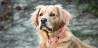 Practical-Benefits-of-Using-Electronic-GPS-Dog-Collars-on-hometalk-news
