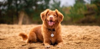 Creative-Ways-to-Use-Dog-QR-Code-Tag-&-The-Benefits-hometalk-news