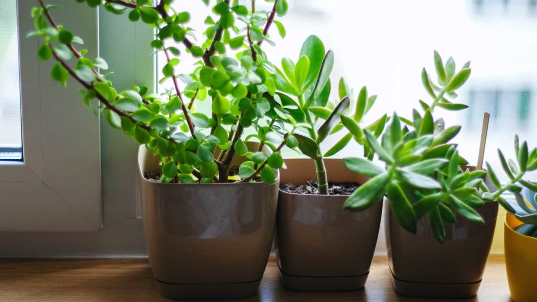 Let's-Know-About-Growing-Herbs-in-Indoor-Garden-on-hometalk