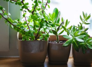 Let's-Know-About-Growing-Herbs-in-Indoor-Garden-on-hometalk