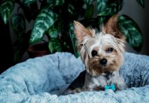The-Cleaning-Tips-to-Get-Rid-of-the-Pet-Allergies-on-hometalk