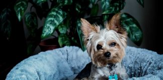 The-Cleaning-Tips-to-Get-Rid-of-the-Pet-Allergies-on-hometalk