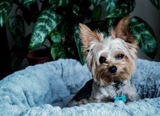 The-Cleaning-Tips-to-Get-Rid-of-the-Pet-Allergies-on-hometalk
